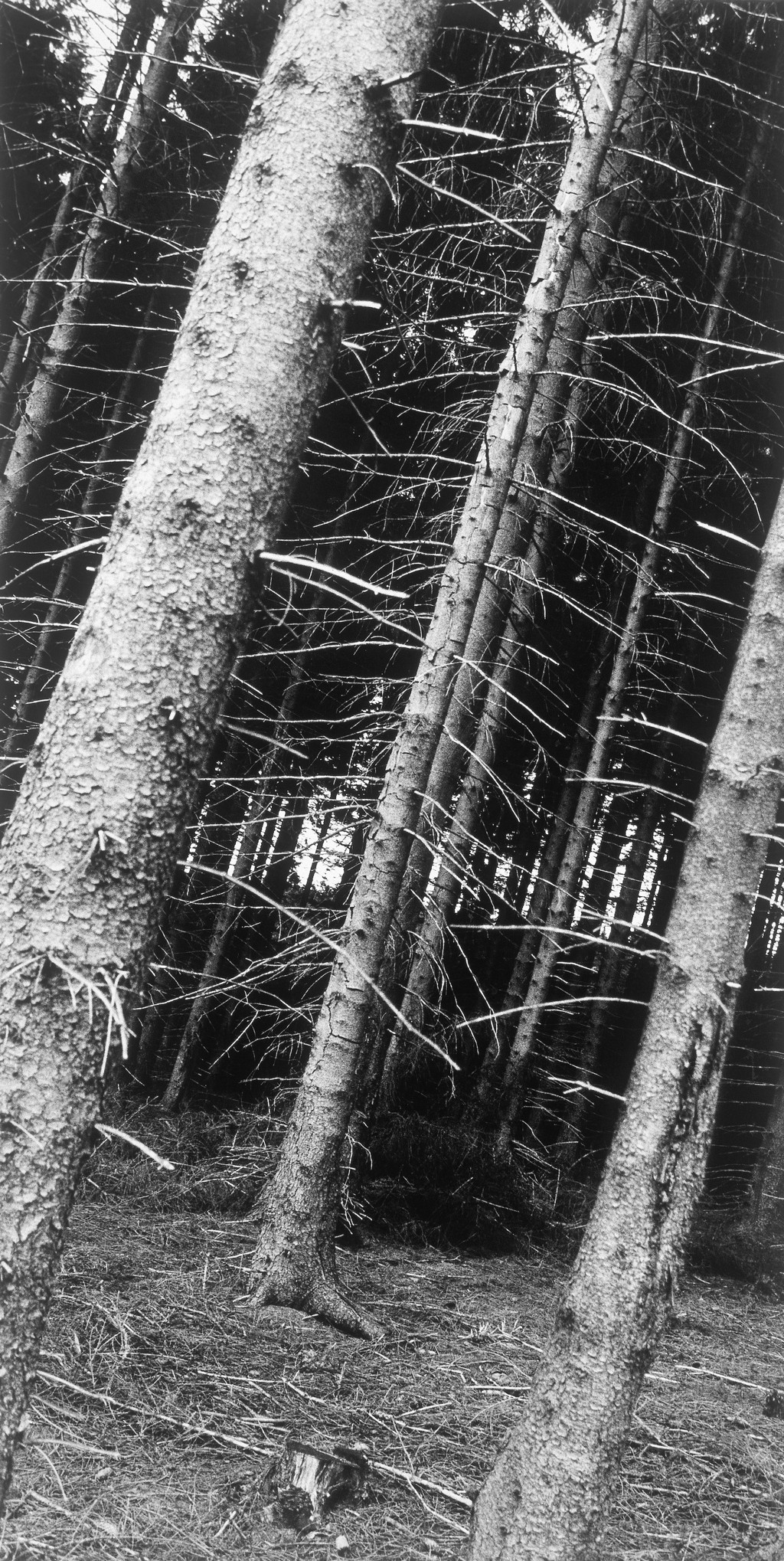 Im Wald