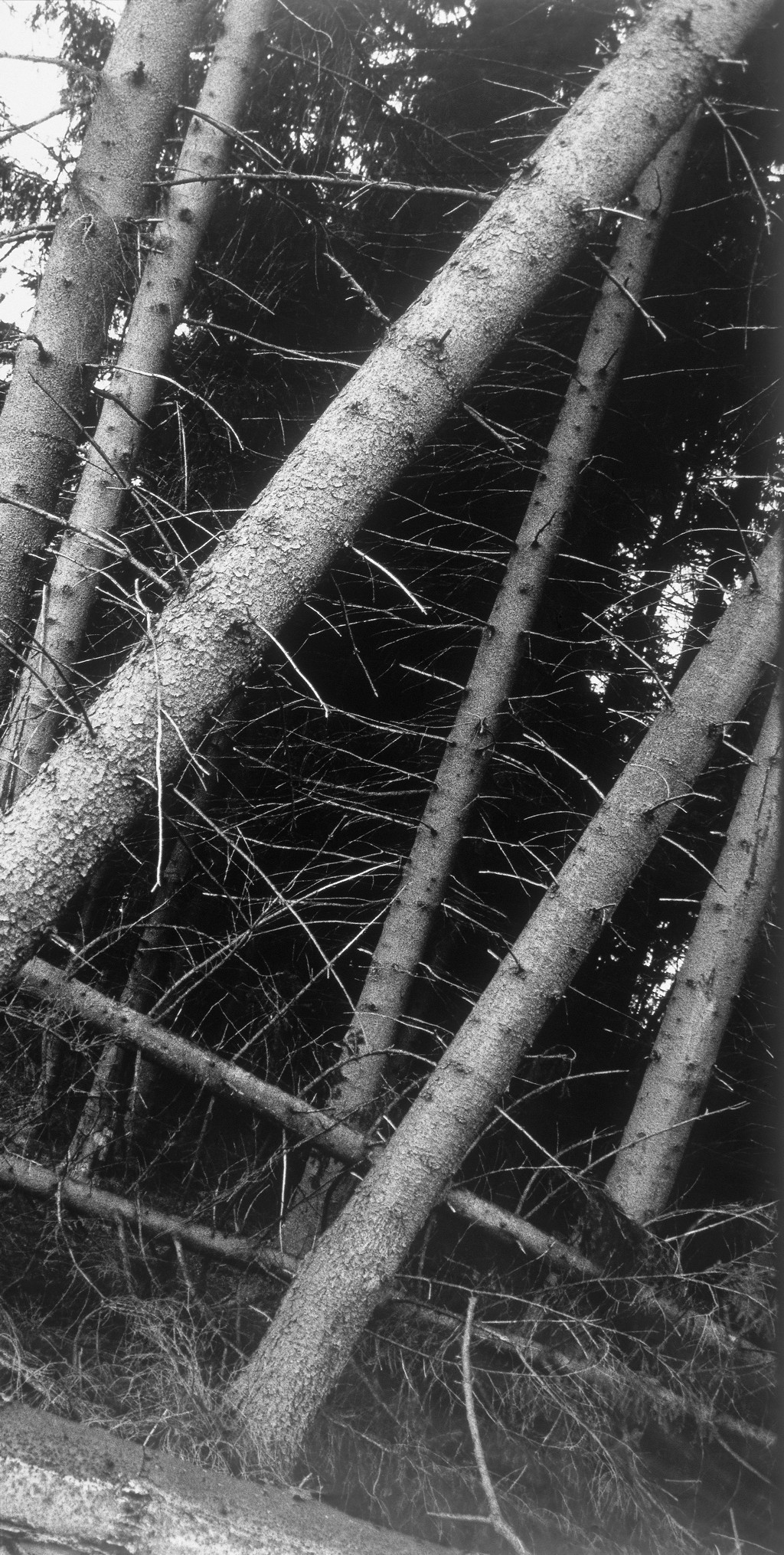 Im Wald