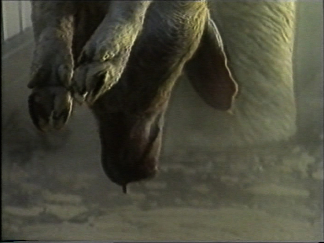 Les Cochons Roses
