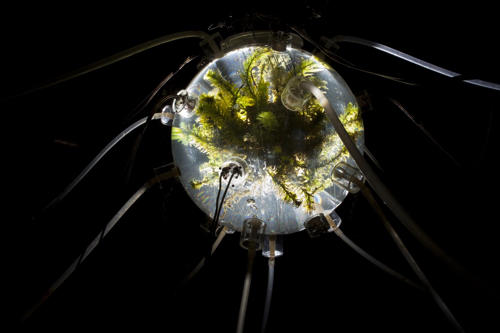 Glass bubble with plants inside