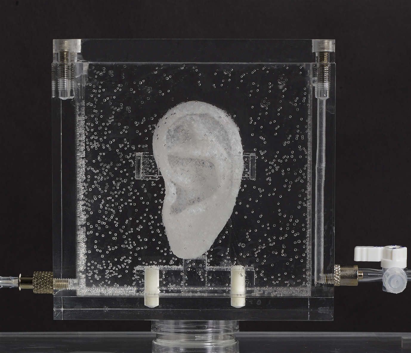 An ear in a nutrient solution