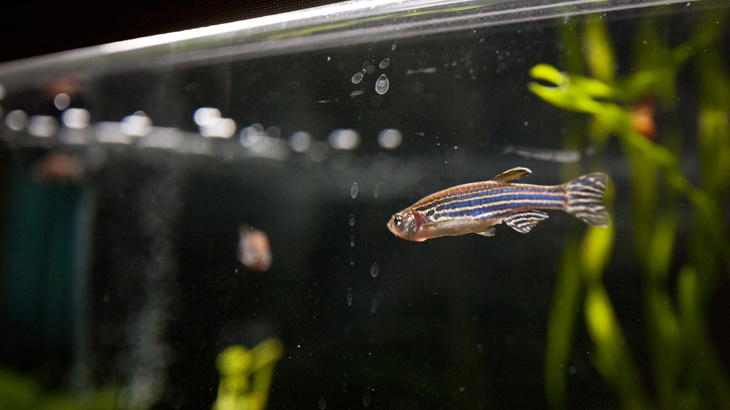 Ein Fisch in einem Aquarium