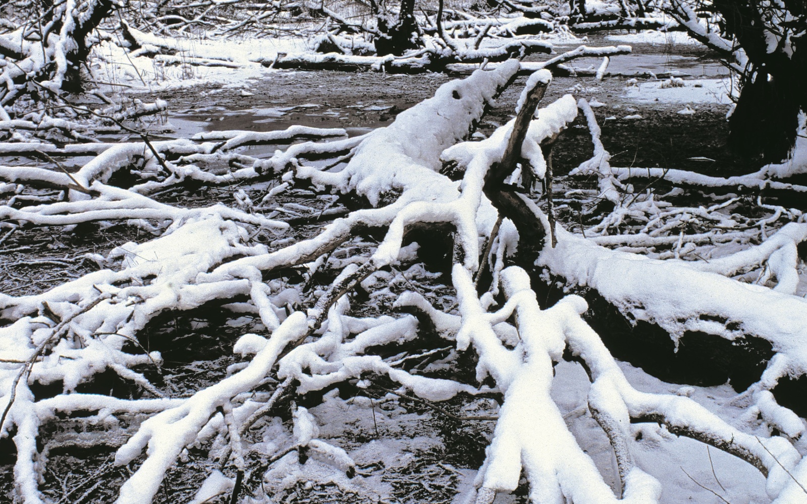 Schneebedeckte Äste liegen auf dem frostigen Boden der Rheinauen.