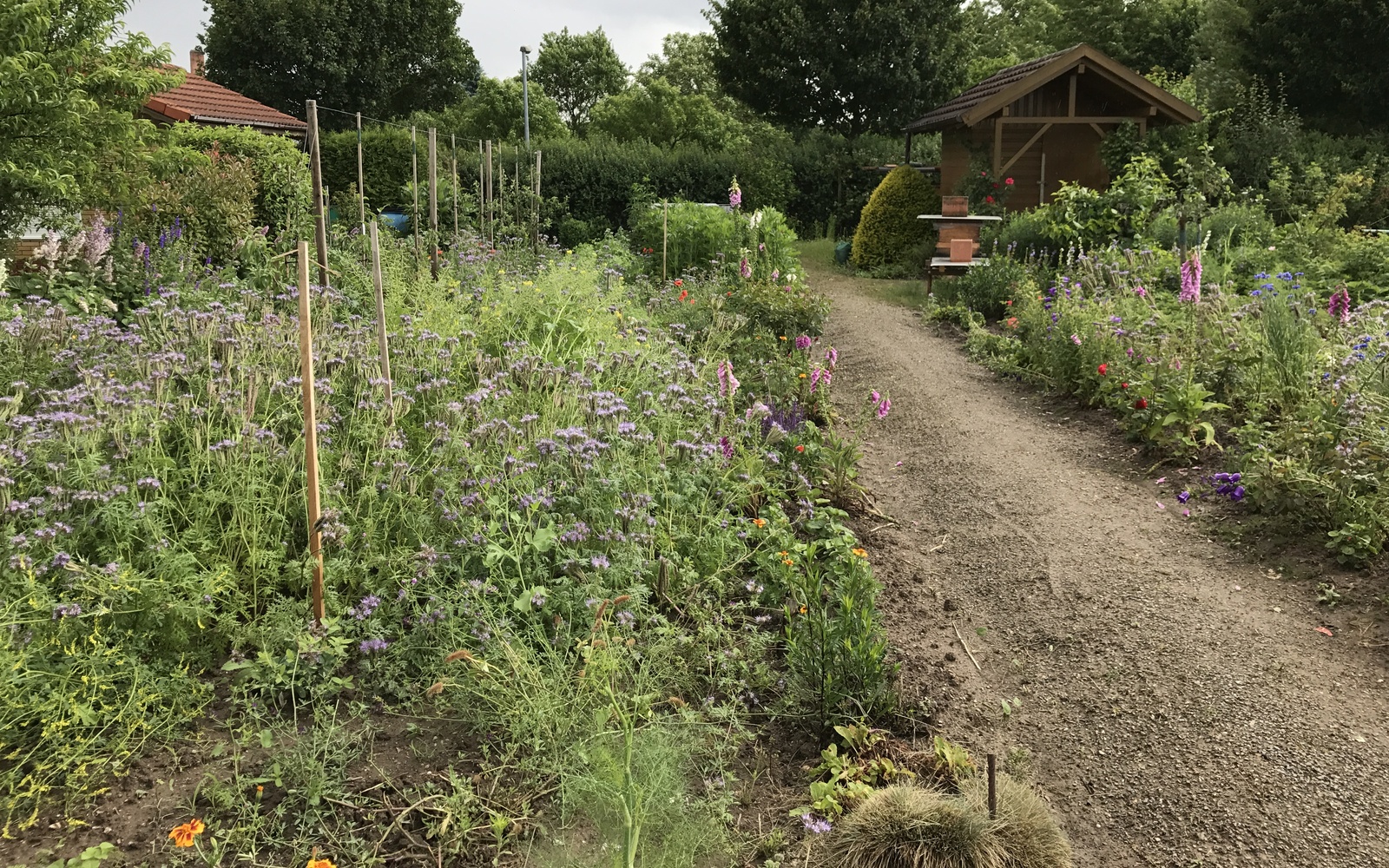 Ein grüner blühender Garten ist zu sehen mit einer kleinen Hütte im Hintergrund.