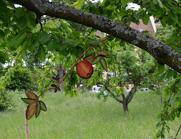 Auf einer Streuobstwiese ist ein virtueller Apfel an einem virtuellen Zweig zu sehen. Es sieht täuschend echt aus.