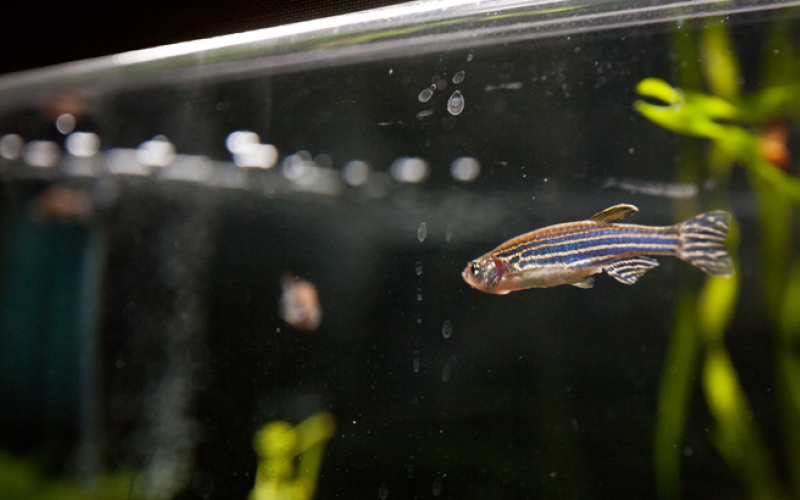 Ein Fisch in einem Aquarium