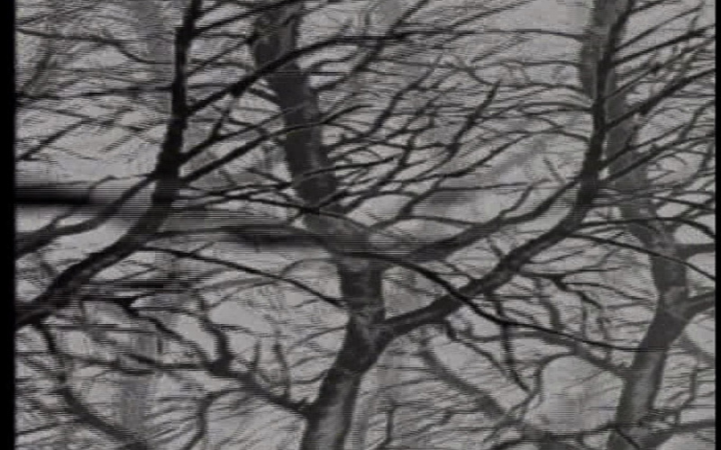 Der Wald