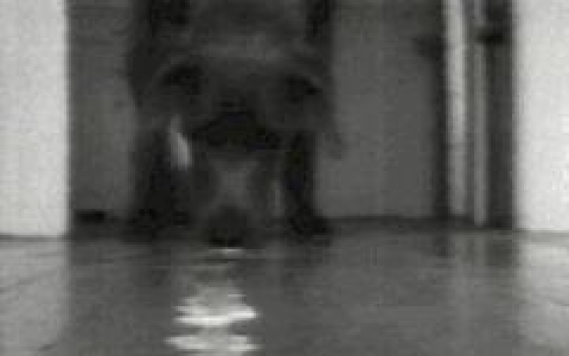 Selected Works: Reel 1