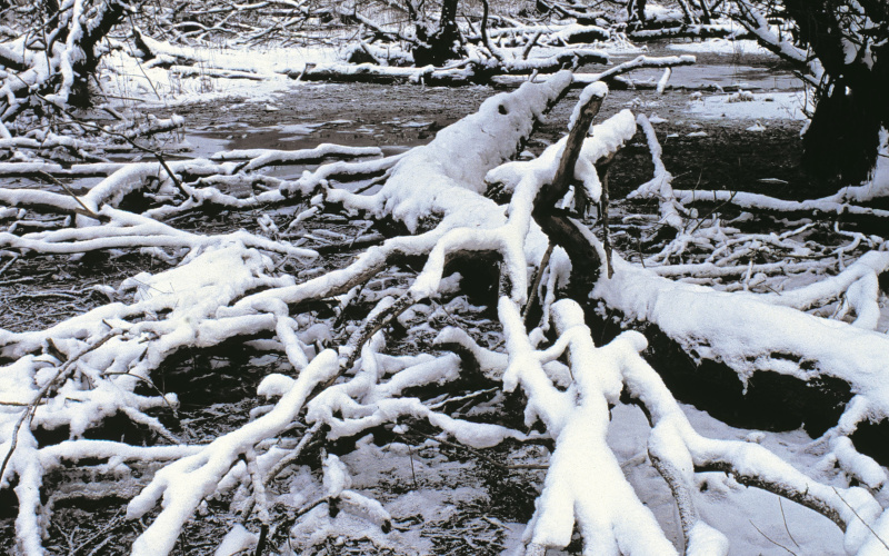 Schneebedeckte Äste liegen auf dem frostigen Boden der Rheinauen.