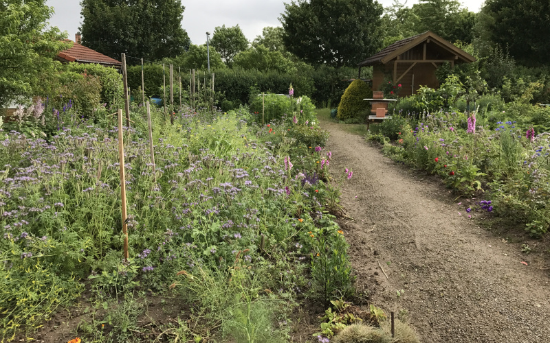Ein grüner blühender Garten ist zu sehen mit einer kleinen Hütte im Hintergrund.