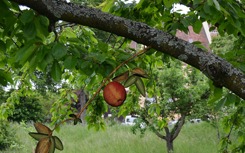 Auf einer Streuobstwiese ist ein virtueller Apfel an einem virtuellen Zweig zu sehen. Es sieht täuschend echt aus.