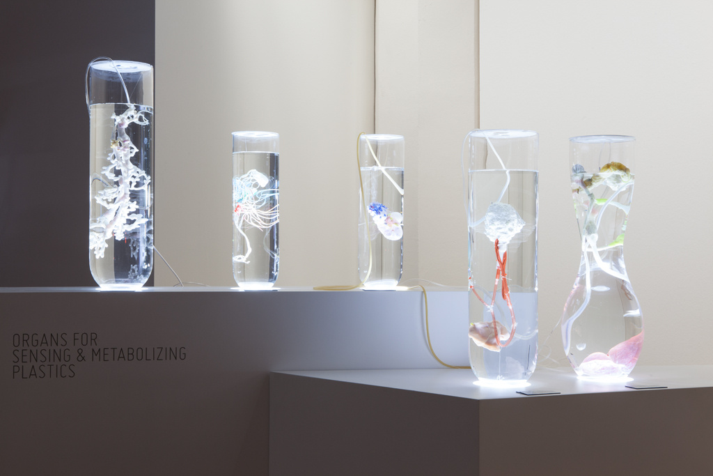 Fünf Glasbehälter sind mit klarer Flüssigkeit gefüllt und beinhalten eine jeweils unterschiedliche organische Struktur. 