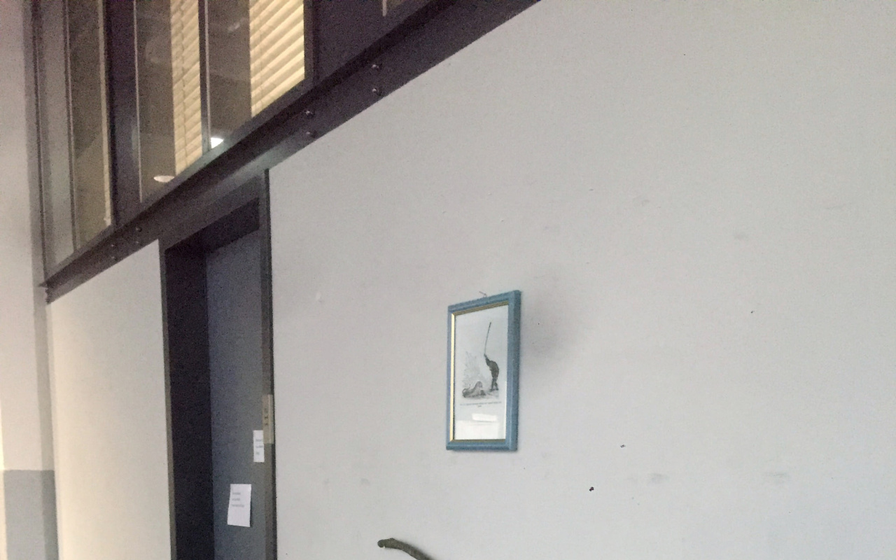 Die Schlagstöcke hängen an der Wand, unter einer alten sowjetischen Illustration "Savannenschimpanse schlägt wütend ein Stofftier mit einem Stock".
