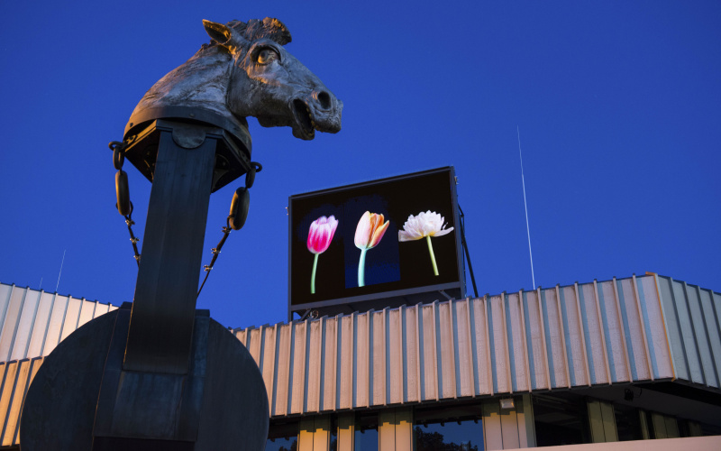 A screen placed above the Badisches Landestheater in Karlsruhe shows three colorful tulips.