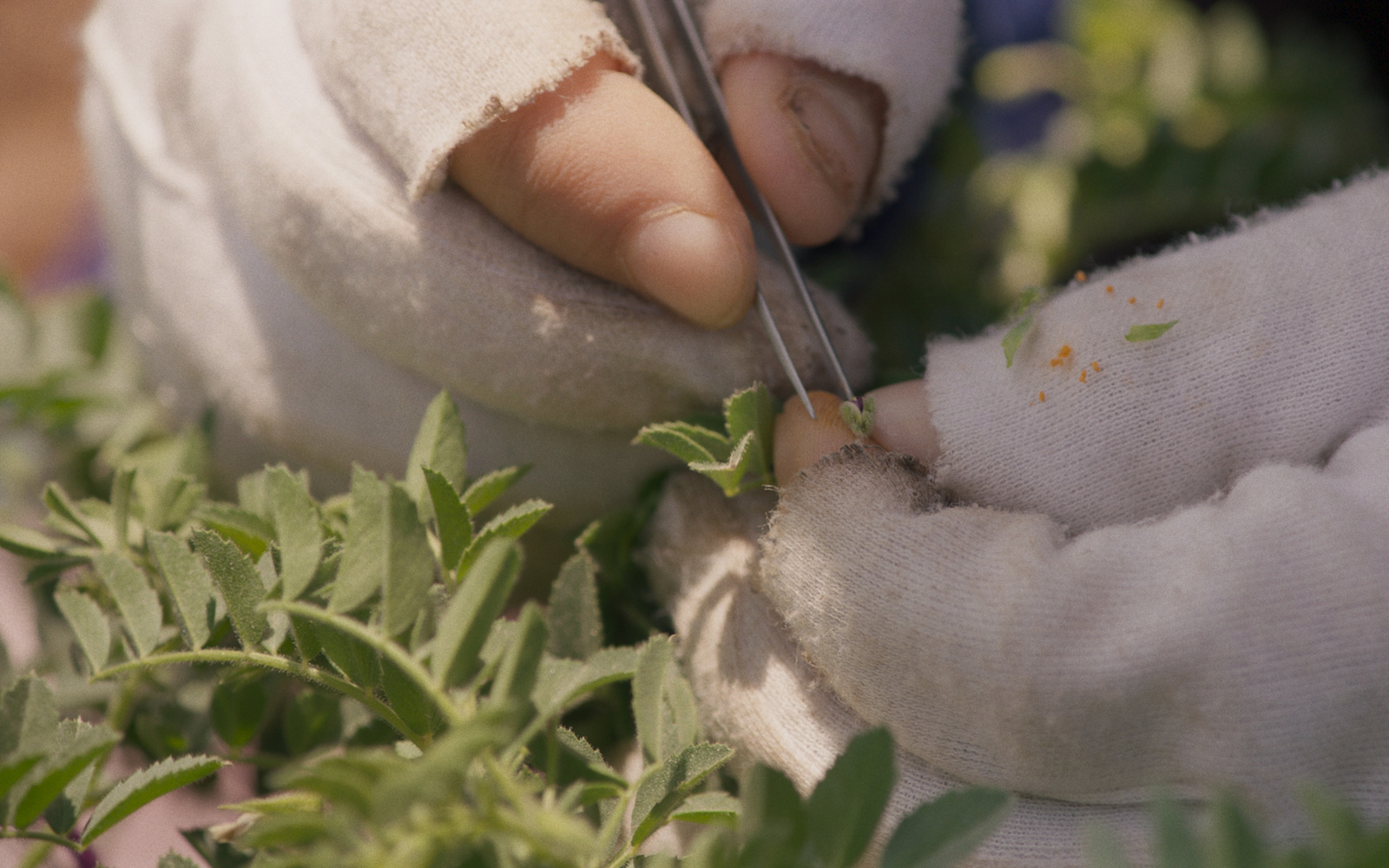 Detail-Foto von Händen mit weißen fingerlosen Handschuhen. Die rechte Hand hält eine Pinzette, daneben viele grüne Blätter.