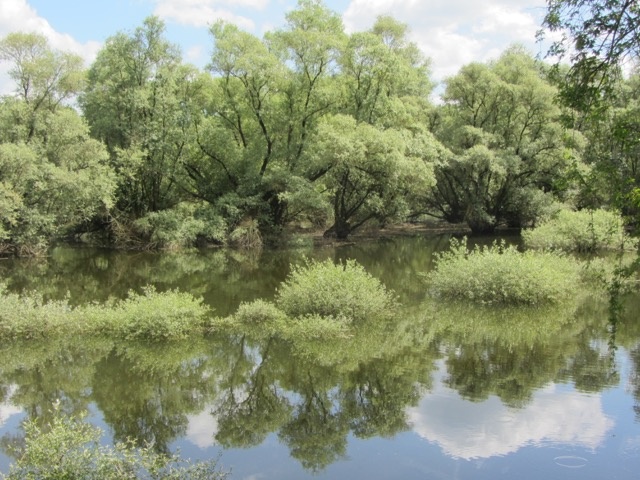 Zu sehen ist die Spiegelung eines Waldes in dem davor liegenden Gewässer.