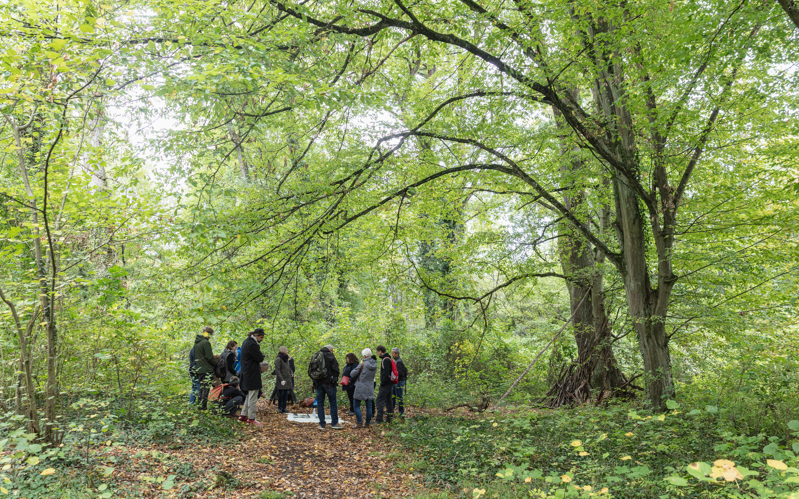 Im Wald steht eine Gruppe Menschen um ein Tuch herum, das auf dem Boden ist. Der Waldboden ist voller Laub.