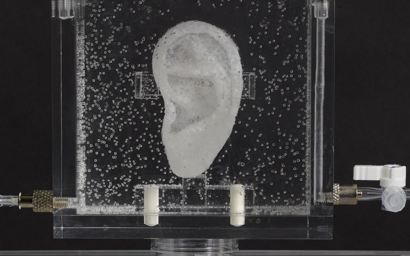 An ear in a nutrient solution