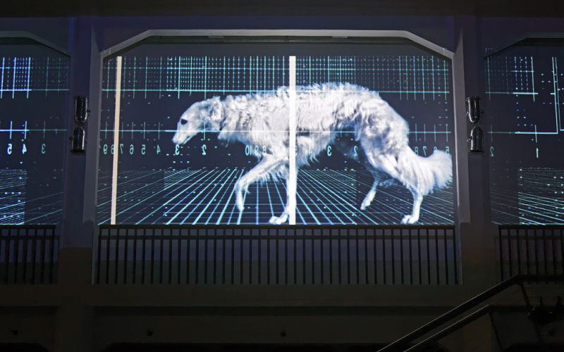 Ein Windhund wird auf eine Leinwand projiziert