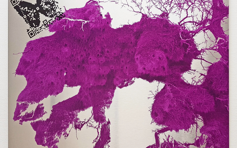 Audio Biospheres Magenta