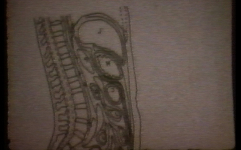Original Identification