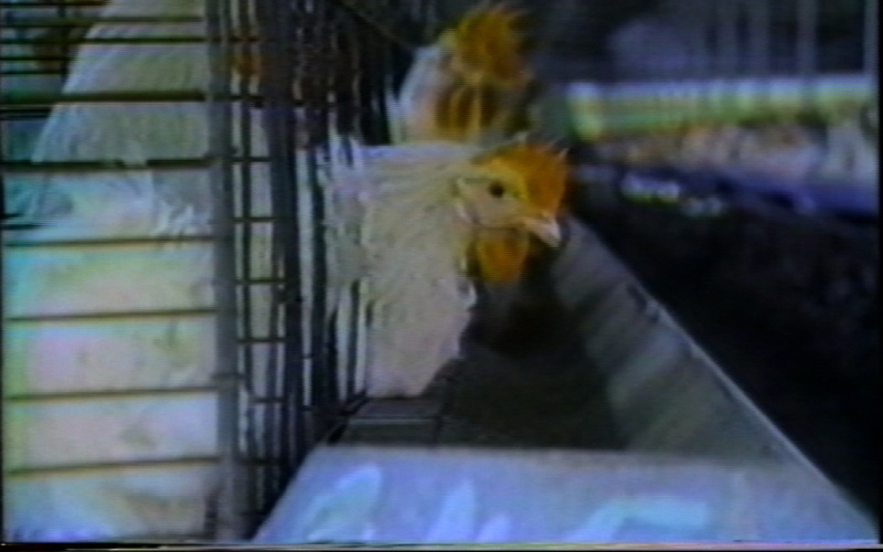 Chickens