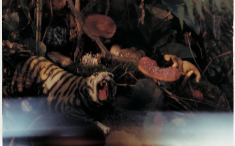 Zu sehen ist ein Tiger in einem Wald.