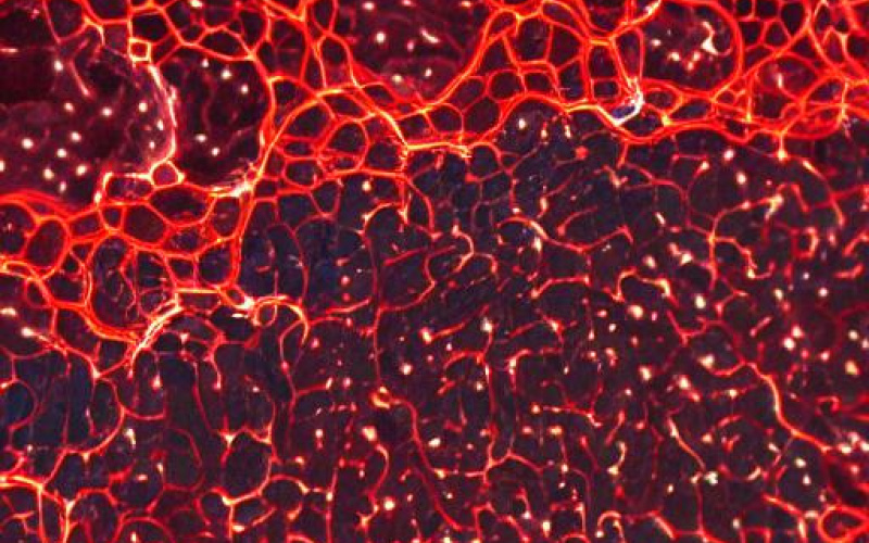 KI-generiertes rotes Adermuster