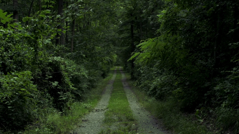 i5200_15_zkm_x_vr_jd_03_zkm_spot_mcms_waldweg.jpg