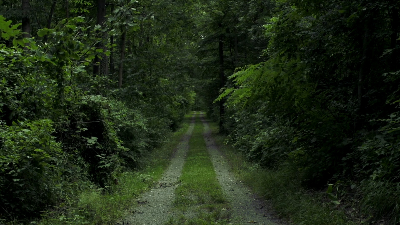 i5200_15_zkm_x_vr_jd_03_zkm_spot_mcms_waldweg.jpg