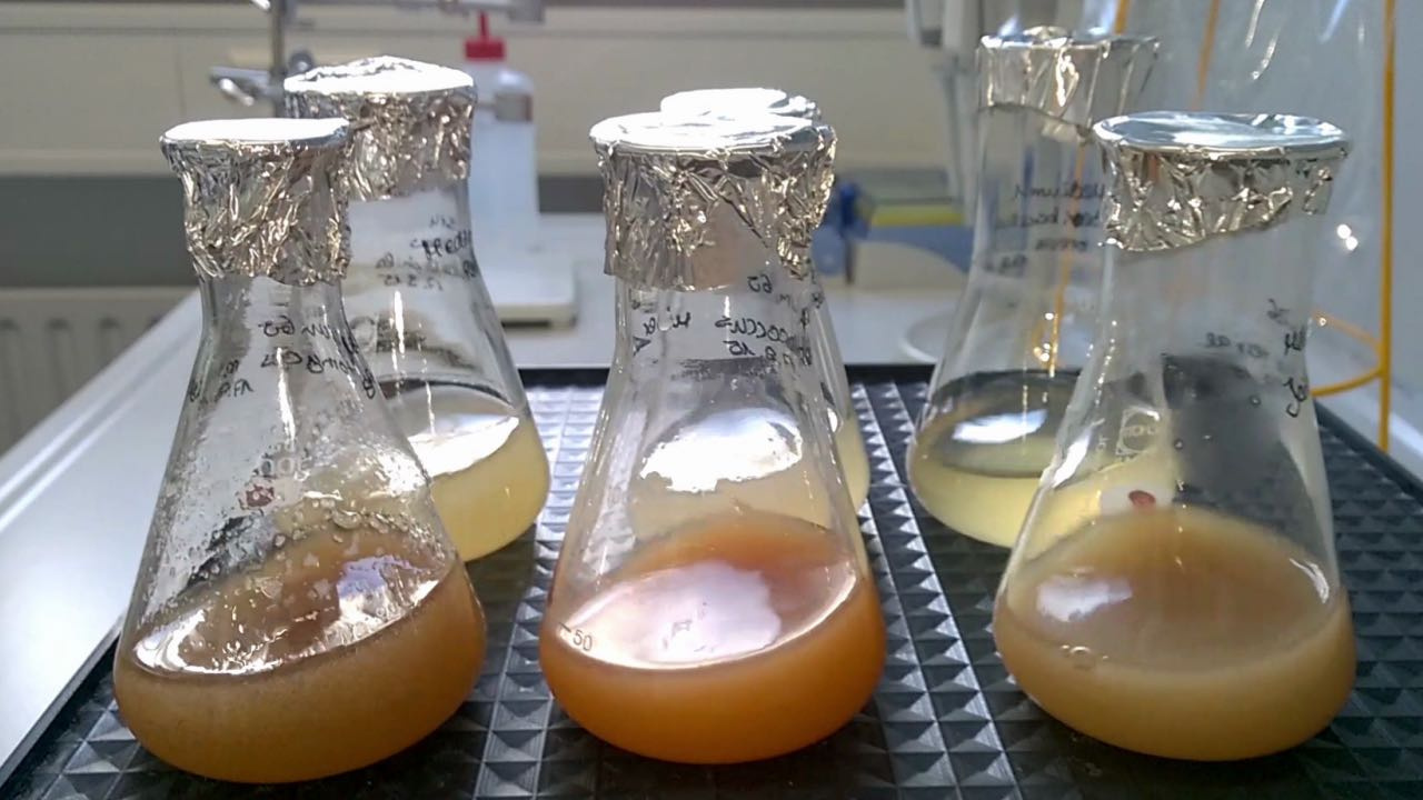 laborloop.jpg