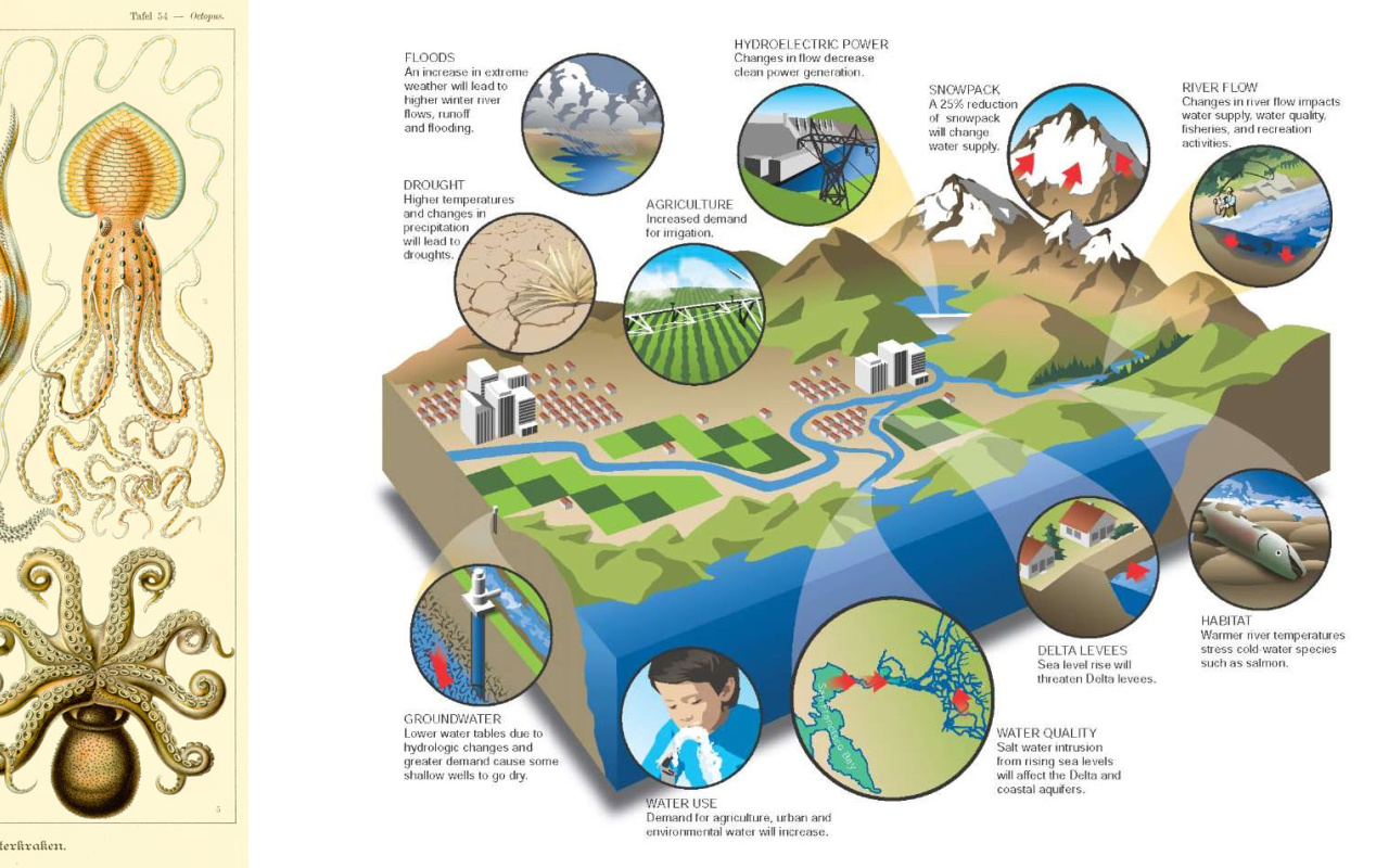 The drawing is animated by an algorithm that shows the cross-section of the ground, but instead of sediments a deep interlocking between animals and their environment.
