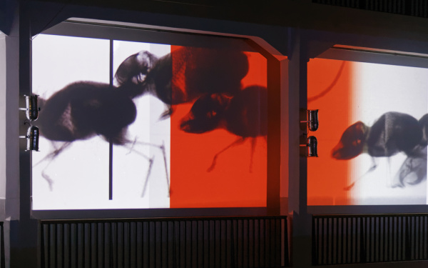 Schatten von Springmäusen werden auf eine Leinwand projiziert.