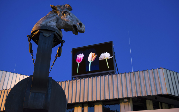 Ein Bildschirm über dem Badischen Landestheater in Karlsruhe zeigt drei bunte Tulpen.