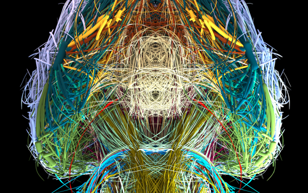 Visualisation of the connectome of a mouse brain in different colours from a bottom perspective