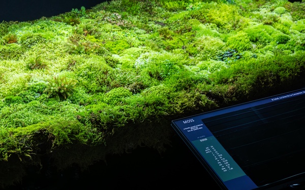 Moss