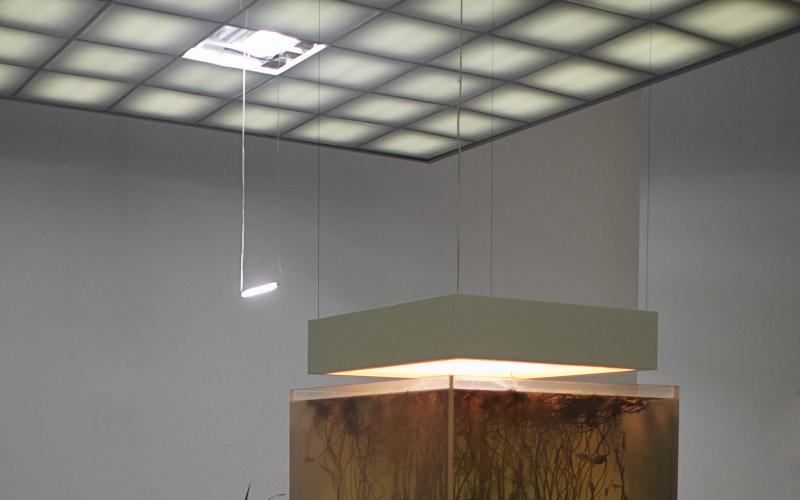 Installation with plant
