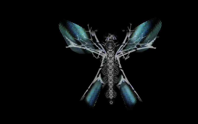 Skeleton of a butterfly