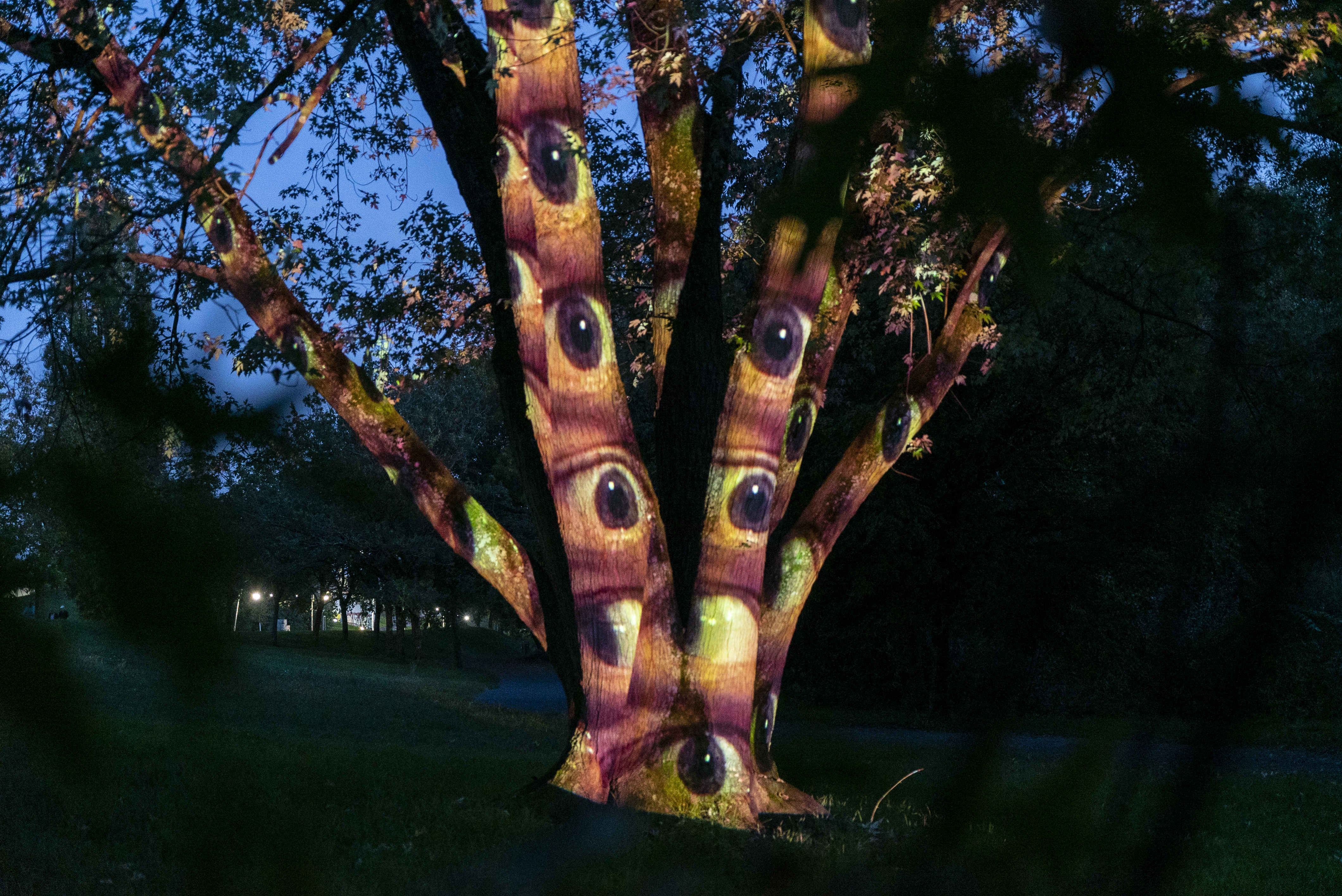 You can see a tree at night. Eyes are projected onto the tree trunk.