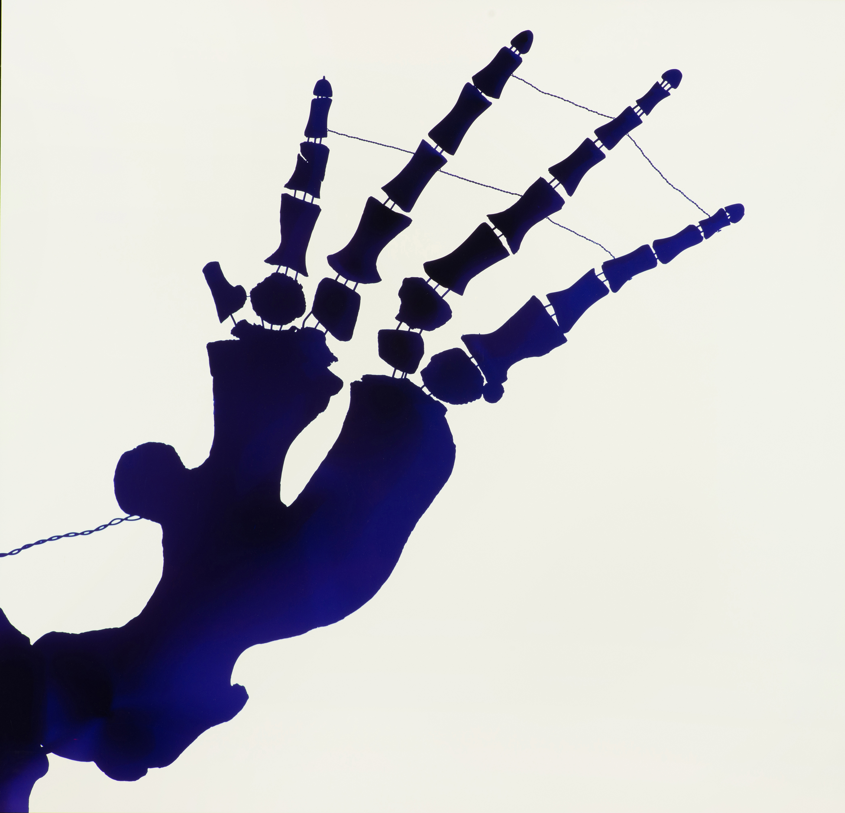 Photogram of a sperm whale fin