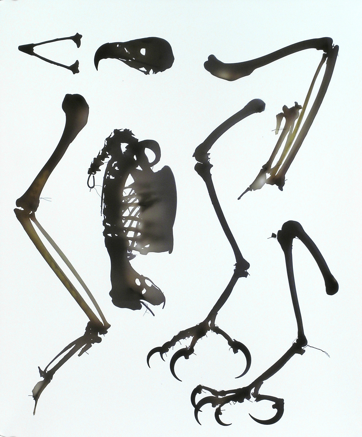 Photogram of a golden eagles skeletons