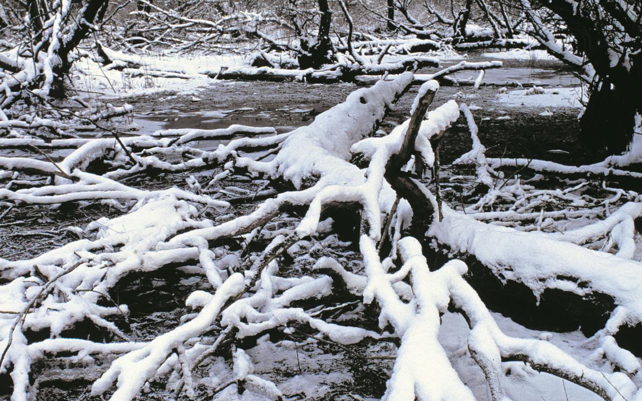 Schneebedeckte Äste liegen auf dem frostigen Boden der Rheinauen.