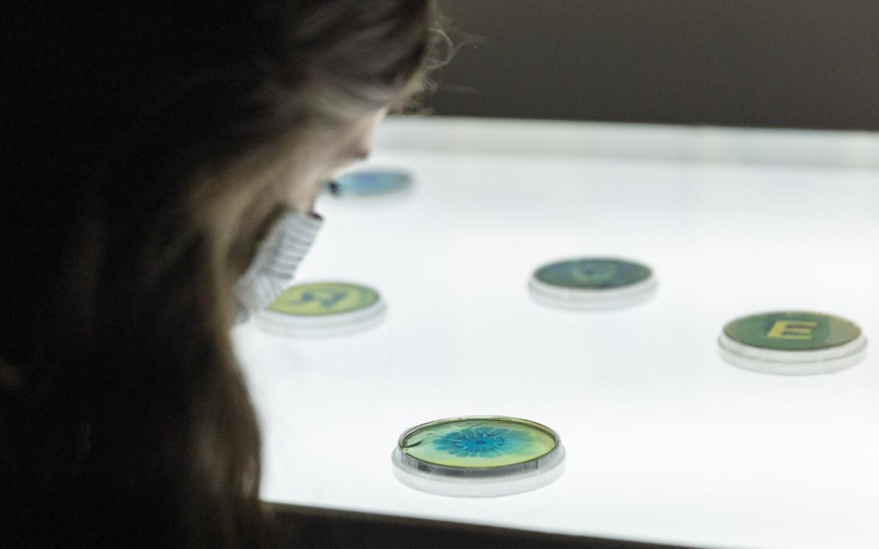 The photo shows a woman in semi-profile with a mask due to COVID-19 measures. She is looking at a colorful petri dish with her head bent towards the display case. 
