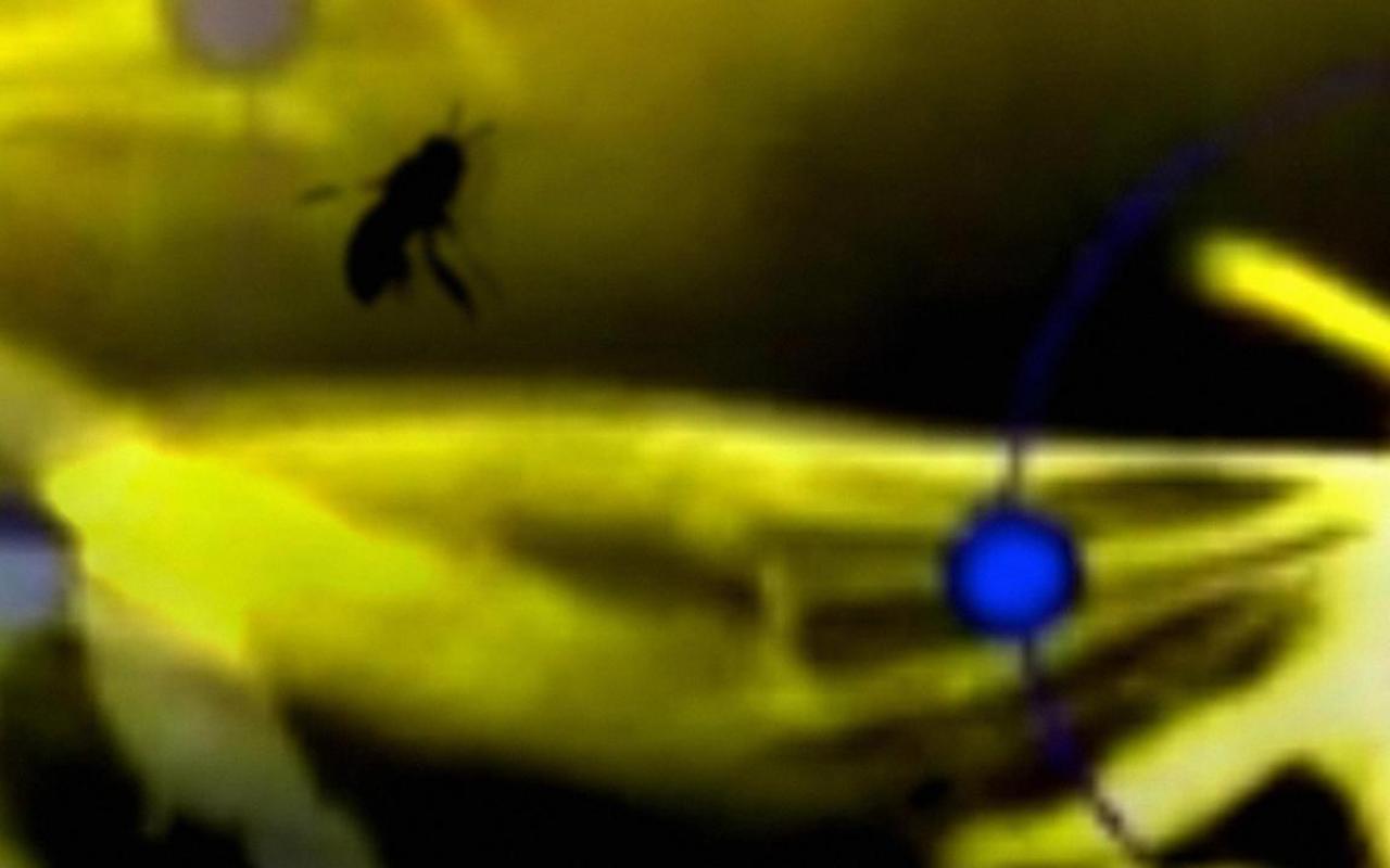Unscharfe Darstellung eine fliegenden Insekts vor gelbem Hintergrund