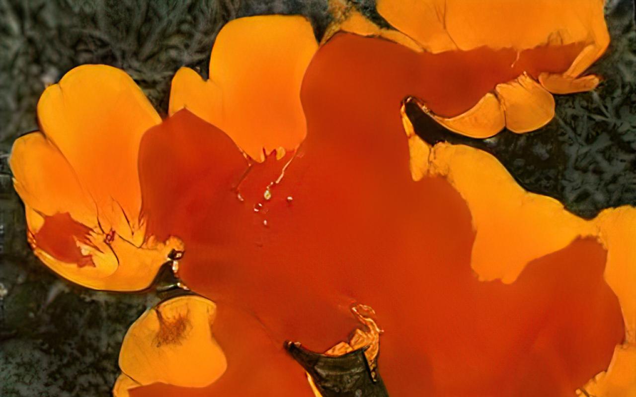 Auf dem Bild zu sehen ist die Nahaufnahme von orangefarbenen Blumen mit grünem Gras im Hintergrund. Bei den Blumen handelt es sich um die Cali Poppy Seed 