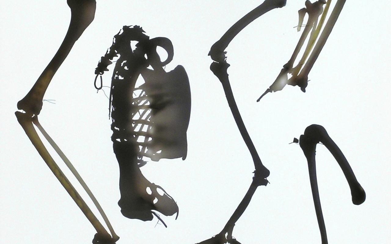 Photogram of a golden eagles skeletons