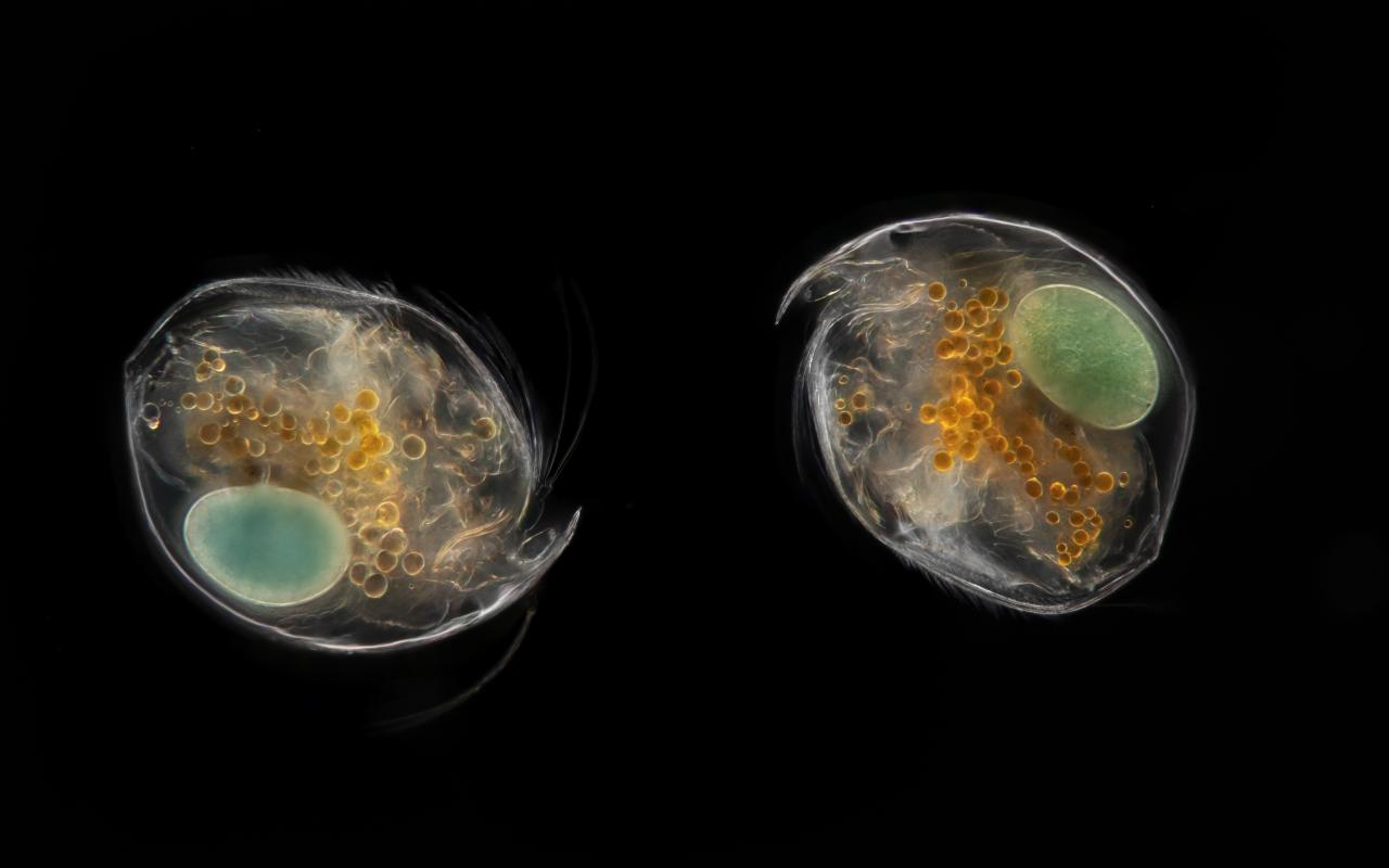 You can see two digitized plantcells against a black background.