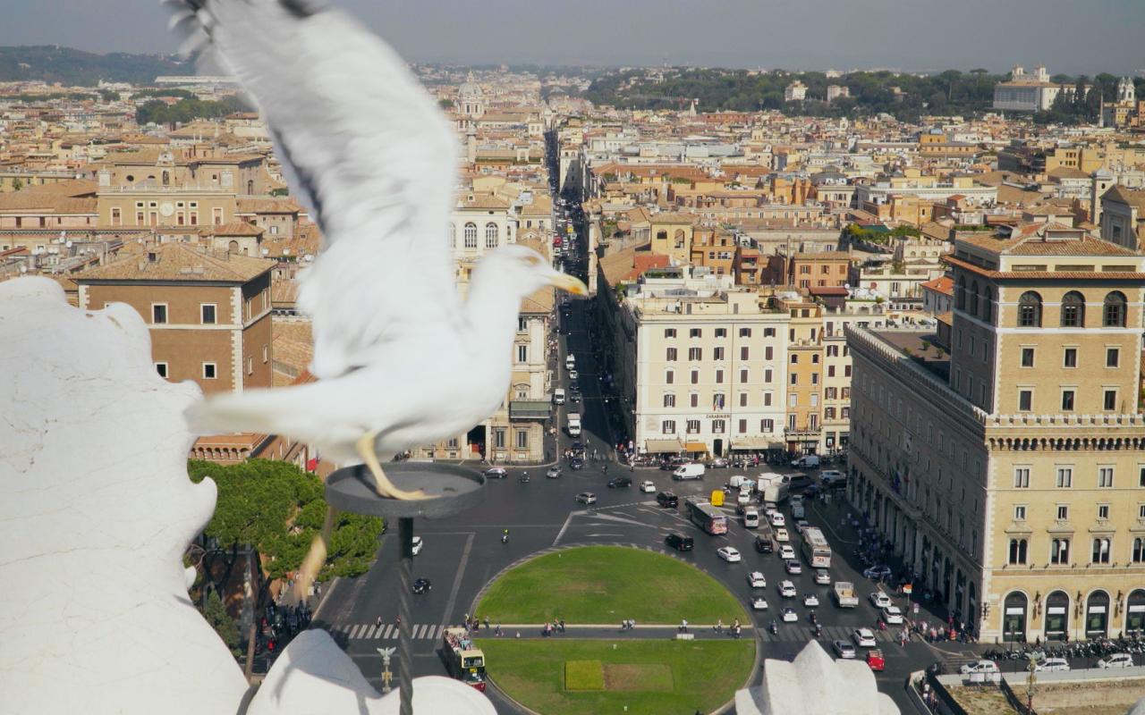 Ausschnitt der Stadt Rom aus der Vogelperspektive. Links am Bildrand sieht man im Vordergrund eine Taube mit ausgebreiteten Flügen sitzen.