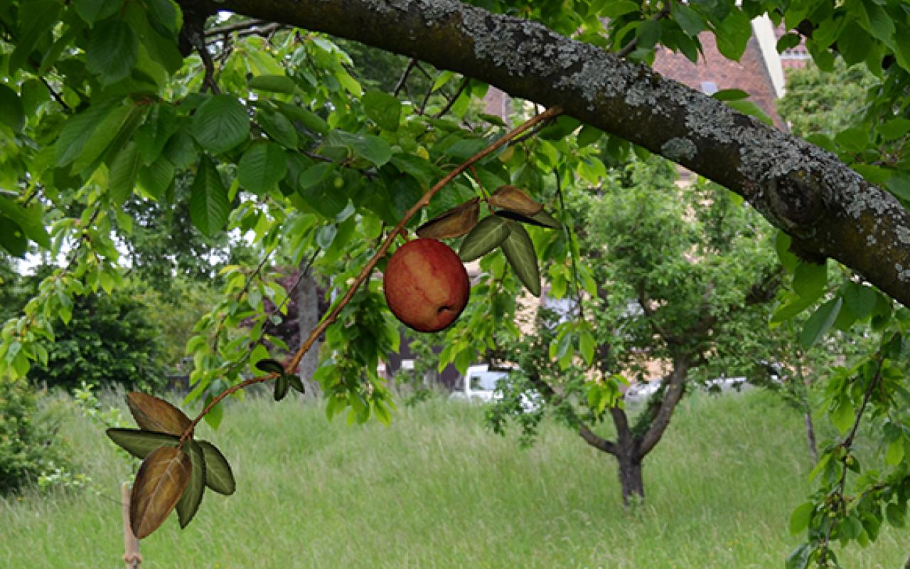 A virtual apple on a virtual branch can be seen in a meadow orchard. It looks deceptively real.