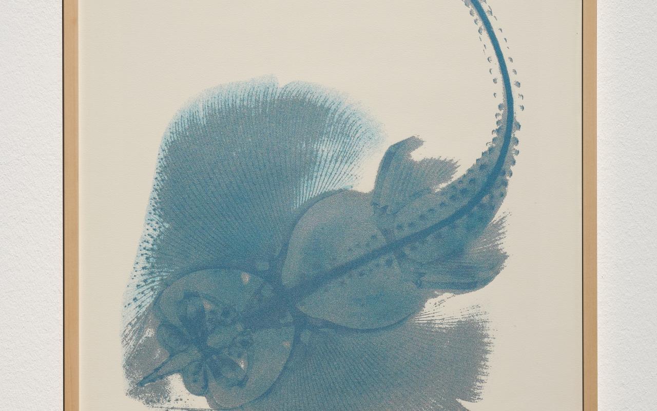 »The Kingdom Series: X-Ray of Sting Ray« von Agnes Denes. Zu sehen ist ein eingerahmtes Bild. Auf hellem Hintergrund befindet sich eine blaue abstrakte Form.